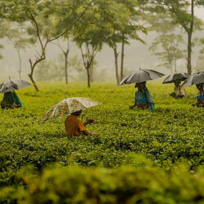 Grace Farms Organic English Breakfast Black Tea, 16 Pyramid Sachets | Fairtrade & Kosher |Gives Back 100% of Profits