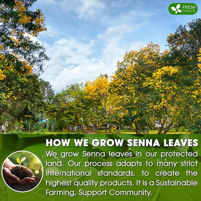 FreshDrinkUS, Premium 135 Senna Leaf Tea Bags, 100% Natural & Pure from Senna Leaves. Loose Leaf Senna Herbal Tea, Made with Natural Material Tea Bags. No Sugar, No Caffeine, No Gluten, Vegan.