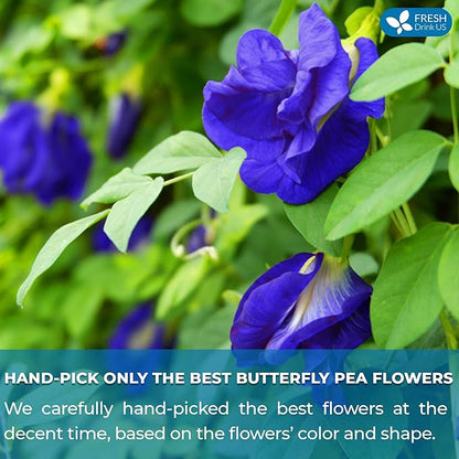 FreshDrinkUS, Premium 35 Butterfly Pea Tea Bags, 100% Natural and Pure from Butterfly Pea Flowers, Hand-made, Made With Natural Materials-Corn Fiber Tea Bag, Sugar/Caffeine/Gluten Free, Vegan