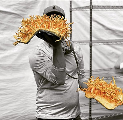 Hodgins Harvest Organic Cordyceps Tincture | Made with Mushrooms Grown On Our Farm in The USA | Dual Extract | Extra-Concentrated (2 fl oz)