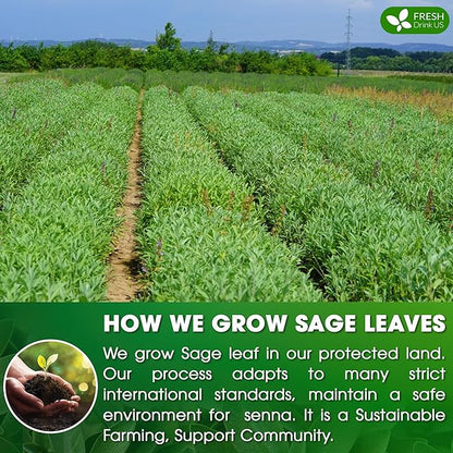 FreshDrinkUS, Premium 15 Sage Leaf Tea Bags, 100% Natural & Pure from Sage Leaves. Loose Leaf Sage Herbal Tea. Made with Natural Material Tea Bags. No Sugar, No Caffeine, No Gluten, Vegan.