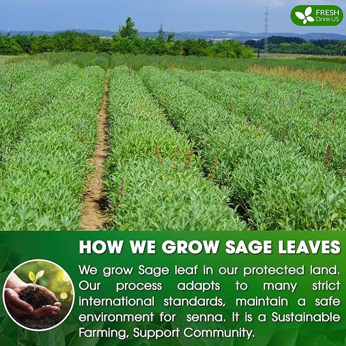 FreshDrinkUS Premium 135 Sage Leaf Tea Bags, 100% Natural & Pure. Loose Leaf Sage Herbal Tea. Made with Natural Material Tea Bags. No Sugar, No Caffeine, No Gluten, Vegan