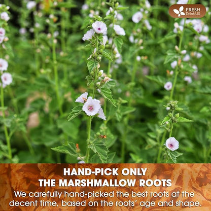 FreshDrinkUS, Premium 55 Marshmallow Root Tea Bags, 100% Natural & Pure from Marshmallow Root, Eco-Conscious Tea Bags, Marshmallow Root Herbal Tea. No Sugar, No Caffeine, No Gluten, Vegan.