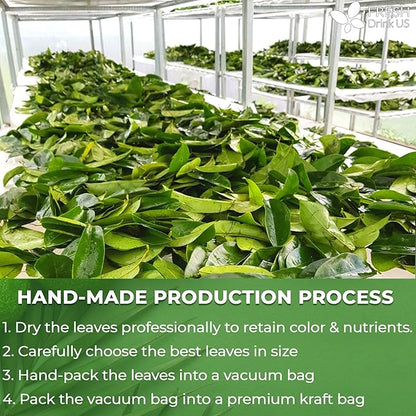 FreshDrinkUS, Premium 275+ Soursop Graviola Whole Dried Leaves Tea, 275-300 Soursop Graviola Guanabana Whole Leaves, Wildcrafted, Hoja Guanabana Loose Leaf Herbal Tea, No Gluten, Vegan