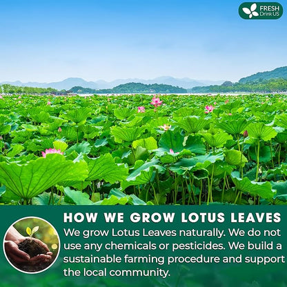 FreshDrinkUS, Premium 135 Lotus Leaf Tea Bags, 100% Natural & Pure from Lotus Leaves. Loose Leaf Lotus Herbal Tea. Made with Eco-Conscious Tea Bags. No Sugar, No Caffeine, No Gluten, Vegan.