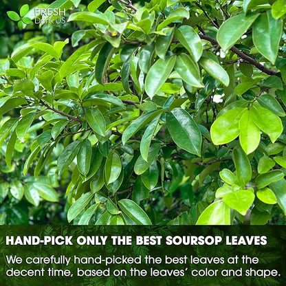 FreshDrinkUS, Premium 30+ Soursop Graviola Dried Leaves, Natural Whole Soursop Leaves, Wildcrafted, Hoja Guanabana, Loose Leaf Herbal Tea, No Gluten, Vegan