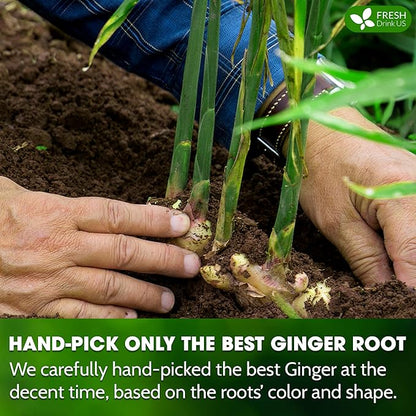 FreshDrinkUS, 150 Premium Ginger Tea Bags, Non GMO, 100% Natural & Pure from Ginger Root, Root Herbal Tea. No Sugar, No Caffeine, No Gluten, Vegan. Support Stronger Digestion, Pleasantly Spicy & Warming