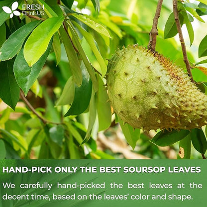 FreshDrinkUS, Premium 275+ Soursop Graviola Whole Dried Leaves Tea, 275-300 Soursop Graviola Guanabana Whole Leaves, Wildcrafted, Hoja Guanabana Loose Leaf Herbal Tea, No Gluten, Vegan