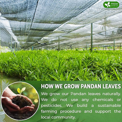 FreshDrinkUS, Premium 15 Pandan Leaf Tea Bags, 100% Natural & Pure from Pandan Leaves. Loose Leaf Pandan Herbal Tea. Made with Natural Material Tea Bags. No Sugar, No Caffeine, No Gluten, Vegan. (15 Tea bags)