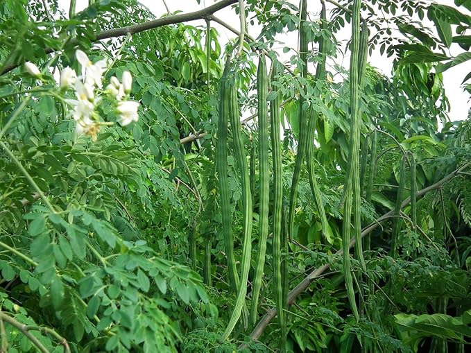 Food to Live Organic Moringa Powder, 8 Ounces – Rich in, Non-GMO, Ground Moringa Oleifera Leaf, Raw, Sun-Dried, Vegan, Bulk, Great for Drinks, Teas and Smoothies