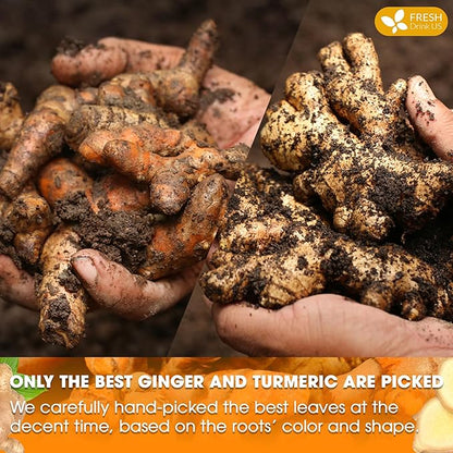 FreshDrinkUS, Premium 45 Ginger Turmeric Tea Bags, 100% Natural Ingredients, Hand-made Blend of Ginger and Turmeric Herbal Tea, Eco-conscious Tea Bags. No Sugar, No Caffeine, No Gluten, Vegan.