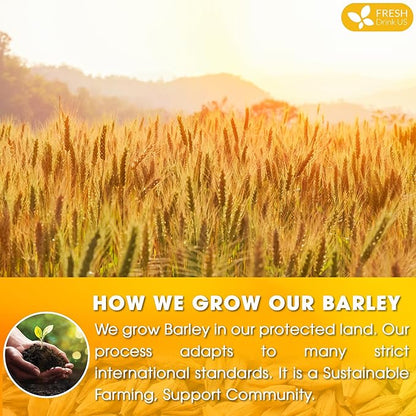 FreshDrinkUS Premium 120 Barley Tea Bags, 100% Natural & Pure. Loose Barley Herbal Tea. Made with Natural Material Tea Bags. No Sugar, No Caffeine, No Gluten, Vegan