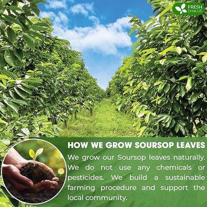 FreshDrinkUS, 75+ Premium Soursop Graviola Dried Leaves Tea, Natural Whole Leaves, Wildcrafted, Hoja De Guanabana, Soursop/Guanabana/Graviola Tea, No Sugar/Gluten/Caffeine/Non GMO, Vegan