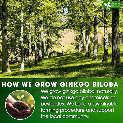 FreshDrinkUS, Premium 55 Ginkgo Biloba Leaf Tea Bags, 100% Natural & Pure from Ginkgo Biloba Leaves. Loose Leaf Herbal Tea. Made with Eco-Conscious Tea Bags. No Sugar, No Caffeine, No Gluten, Vegan.