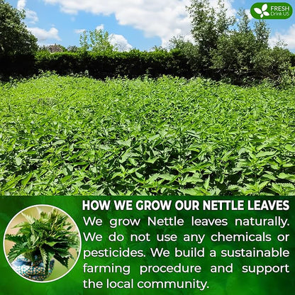 FreshDrinkUS, Premium 75 Nettle Leaf Tea Bags, 100% Natural & Pure from Nettle Leaves. Loose Leaf Nettle Herbal Tea. Nettle Leaf Tea. No Sugar, No Caffeine, No Gluten, Vegan.