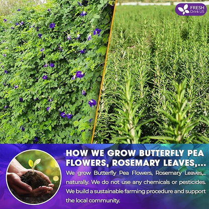 FreshDrinkUS, Clarity Calm Butterfly Pea Flower Tea – 60 Tea Bags Herbal Blend of Butterfly Pea Flower, Rosemary, Moringa, Lemongrass & Licorice Root – Caffeine-Free. Sugar-Free. Gluten-Free. Vegan