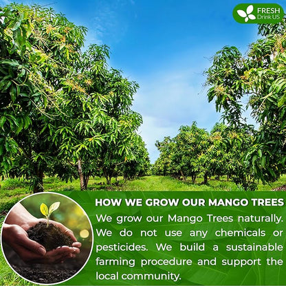 FreshDrinkUS, Premium 140+ Mango Whole Leaves Dried, 100% Natural & Pure from Dried Mango Leaves, Mango Leaf Tea, No Additives, No Caffeine, Vegan