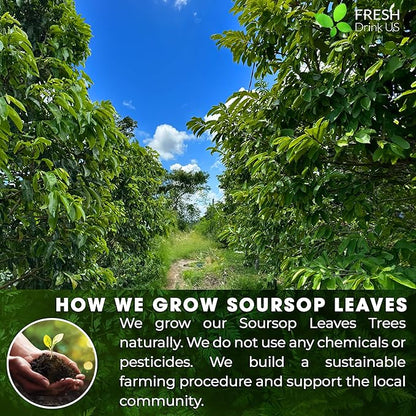 FreshDrinkUS, Premium 30+ Soursop Graviola Dried Leaves, Natural Whole Soursop Leaves, Wildcrafted, Hoja Guanabana, Loose Leaf Herbal Tea, No Gluten, Vegan