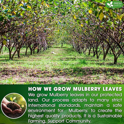 FreshDrinkUS Premium 75 Mulberry Leaf Tea Bags, 100% Natural & Pure. Loose Leaf Herbal Tea. Made with Natural Material Tea Bags. No Sugar, No Caffeine, No Gluten, Vegan