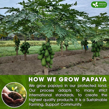 FreshDrinkUS, Premium 75 Papaya Leaf Tea Bags, 100% Natural & Pure from Papaya Leaves. Loose Leaf Papaya Herbal Tea. Made with Natural Material Tea Bags. No Sugar, No Caffeine, No Gluten, Vegan.