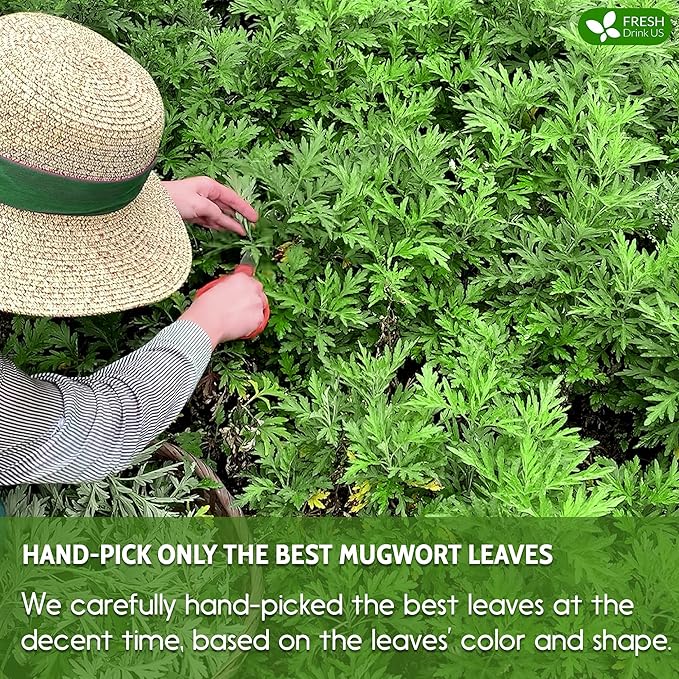 FreshDrinkUS, Premium 45 Mugwort Leaf Tea Bags, 100% Natural and Pure Mugwort Leaves. Loose Leaf Mugwort Herbal Tea. Mugwort Leaf Tea. No Sugar, No Caffeine, No Gluten, Vegan. (45 Tea Bags)