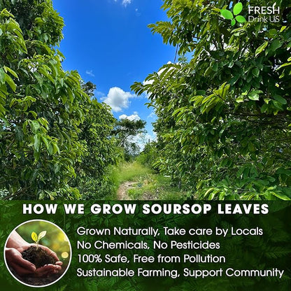 40 Premium Soursop Graviola Leaf Tea Bags, 100% Natural and Pure from Soursop Leaves, Handmade, Made With Natural Materials-Corn Fiber Tea Bag, Sugar/Caffeine/Gluten Free, Hoja Guanabana Tea