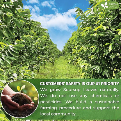 FreshDrinkUS, Premium 33 Soursop Graviola Leaf Tea Bags, 100% Natural & Pure from Soursop Leaves, Hoja Guanabana Herbal Tea. Made with Natural Material Tea Bags. No Sugar, No Caffeine, Vegan.