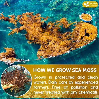 FRESHDRINKUS, Premium - Natural Sea Moss, Make 42oz of Gel, Goldne Raw Sea Moss Dried, 100% Natural & Pure, Wildcrafted, Sundried, Caffeine Free, Sugar Free, Gluten Free, Vegan, Mineral Rich