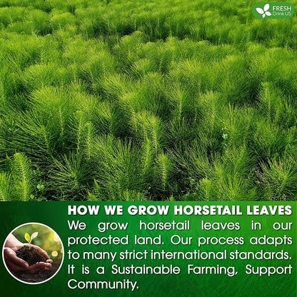 FreshDrinkUS, Premium 15 Horsetail Leaf Tea Bags, 100% Natural & Pure from Horsetail Loose Leaves Herbal Tea. Made with Natural Material Tea Bags. No Sugar, No Caffeine, No Gluten, Vegan.