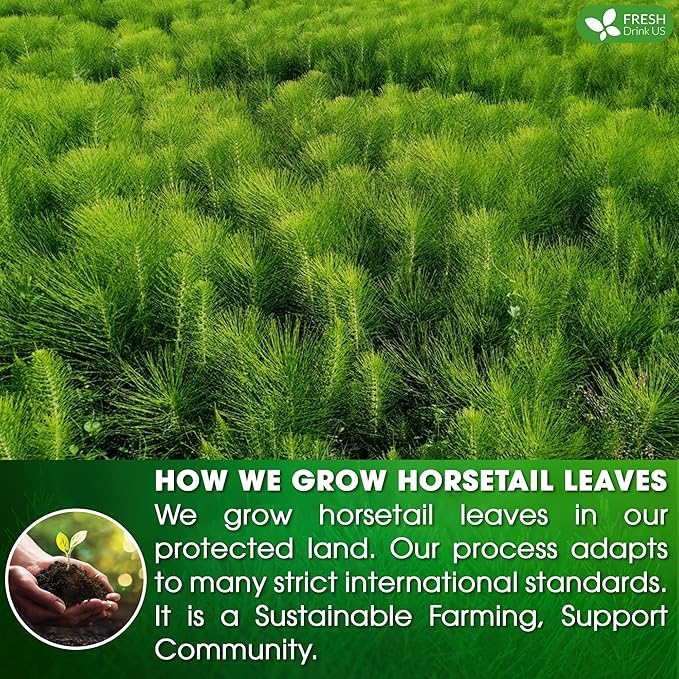 FreshDrinkUS, Premium 120 Horsetail Leaf Tea Bags, 100% Natural & Pure from Horsetail Loose Leaves Herbal Tea. Made with Natural Material Tea Bags. No Sugar, No Caffeine, No Gluten, Vegan.