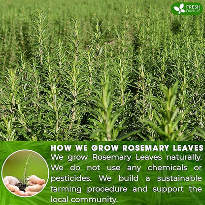 FreshDrinkUS, Premium 40 Rosemary Leaf Tea Bags, 100% Natural and Pure Rosemary Dried Leaves, Pure Rosemary Herbal Tea, No Additives, No Caffeine, No Gluten, Vegan.