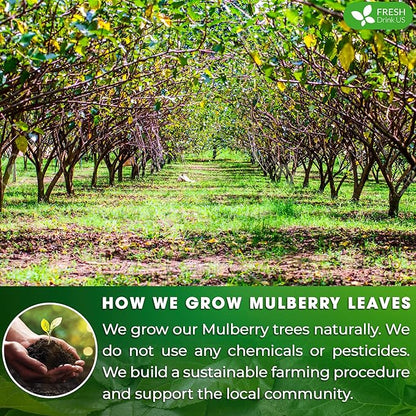 FreshDrinkUS, Permium 8oz Mulberry Leaves, 100% Natural & Pure from Mulberry Leaves, Mulberry Leaf Tea, Mulberry Loose Leaf Herbal Tea, No Additives, No Caffeine, Vegan