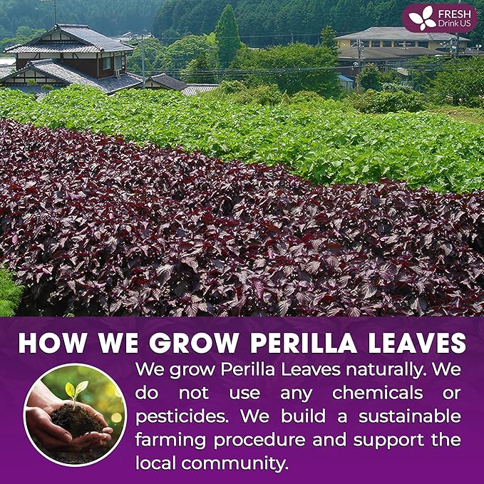 FreshDrinkUS, Premium Perilla Leaf Tea – 75 Tea Bags | 100% Pure Perilla Leaves | Caffeine-Free, Non-GMO, Natural Packaging | Herbal Tea Bags for Daily Enjoyment. Gluten-Free. Sugar-Free. Vegan