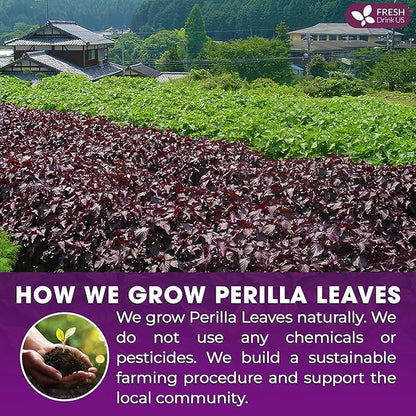 FreshDrinkUS, Premium Perilla Leaf Tea – 40 Tea Bags | 100% Pure Perilla Leaves | Caffeine-Free, Non-GMO, Natural Packaging | Herbal Tea Bags for Daily Enjoyment. Gluten-Free. Sugar-Free. Vegan