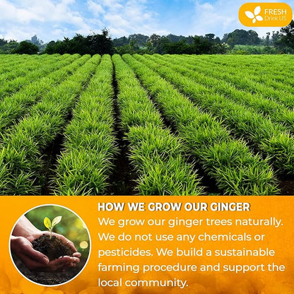 FreshDrinkUS, Premium 10oz Natural Ginger Roots, Cut and Sifted, 100% Natural & Pure from Ginger Roots, Ginger Tea, Ginger Loose Herbal Tea, No Additives, No Caffeine, Vegan