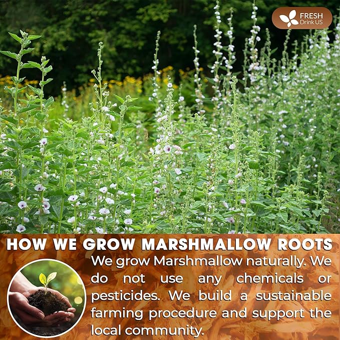 FreshDrinkUS, Premium 55 Marshmallow Root Tea Bags, 100% Natural & Pure from Marshmallow Root, Eco-Conscious Tea Bags, Marshmallow Root Herbal Tea. No Sugar, No Caffeine, No Gluten, Vegan.